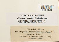 Hylocomium splendens image