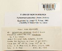 Hylocomium splendens image