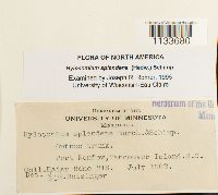 Hylocomium splendens image