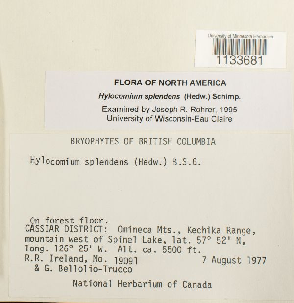 Hylocomium splendens image