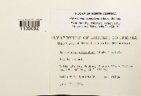 Hylocomium splendens image