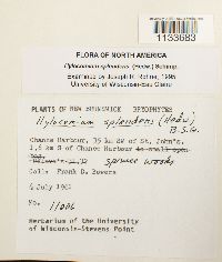 Hylocomium splendens image