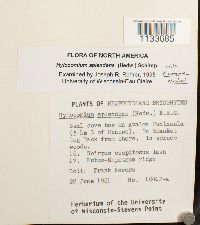 Hylocomium splendens image