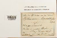 Loeskeobryum brevirostre image