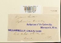 Loeskeobryum brevirostre image