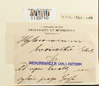 Loeskeobryum brevirostre image