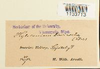 Loeskeobryum brevirostre image