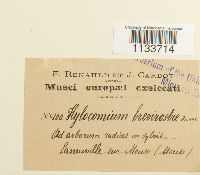 Loeskeobryum brevirostre image