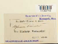 Loeskeobryum brevirostre image