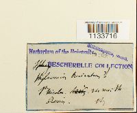 Loeskeobryum brevirostre image