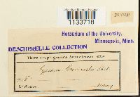 Loeskeobryum brevirostre image