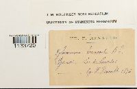 Loeskeobryum brevirostre image