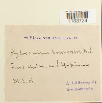 Loeskeobryum brevirostre image