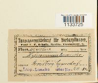 Loeskeobryum brevirostre image