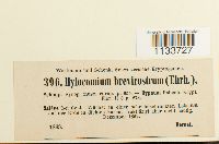 Loeskeobryum brevirostre image