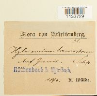 Loeskeobryum brevirostre image