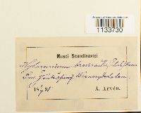 Loeskeobryum brevirostre image