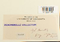 Loeskeobryum brevirostre image