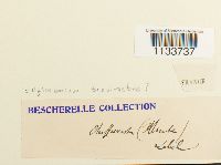 Loeskeobryum brevirostre image