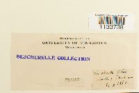 Loeskeobryum brevirostre image