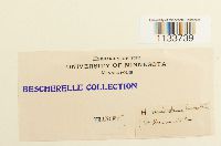 Loeskeobryum brevirostre image