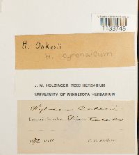 Hylocomiastrum pyrenaicum image