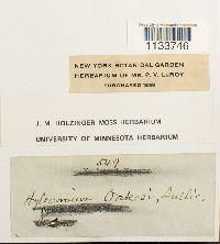 Hylocomiastrum pyrenaicum image