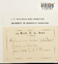 Hylocomiastrum pyrenaicum image