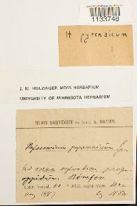 Hylocomiastrum pyrenaicum image