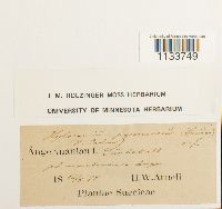 Hylocomiastrum pyrenaicum image