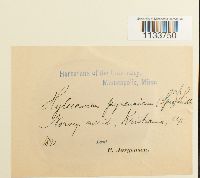 Hylocomiastrum pyrenaicum image