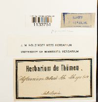 Hylocomiastrum pyrenaicum image