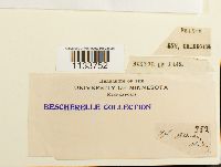 Hylocomium splendens image