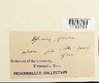 Hylocomium splendens image