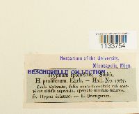 Hylocomium splendens image