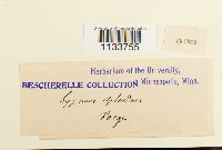 Hylocomium splendens image