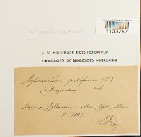 Hylocomium splendens image