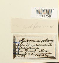 Hylocomium splendens image