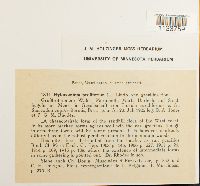 Hylocomium splendens image