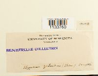 Hylocomium splendens image