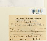 Hylocomium splendens image