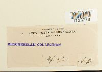 Hylocomium splendens image