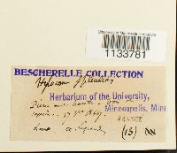 Hylocomium splendens image