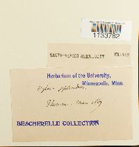 Hylocomium splendens image