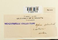 Hylocomium splendens image