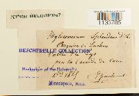 Hylocomium splendens image