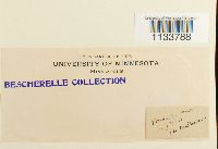 Hylocomium splendens image