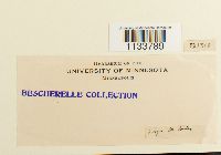 Hylocomium splendens image