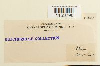 Hylocomium splendens image