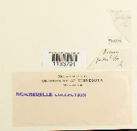 Hylocomium splendens image